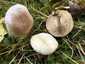 Mezei tölcsérgomba (Clitocybe rivulosa), Somogy. Fehéres-okkeres, deres, rugalmas, kiterülő kalap